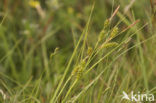 Stippelzegge (Carex punctata) 