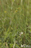 Stippelzegge (Carex punctata) 