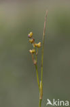 Veenbloembies (Scheuchzeria palustris) 