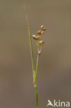 Veenbloembies (Scheuchzeria palustris) 