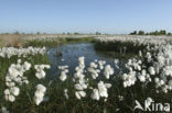 Veenpluis (Eriophorum angustifolium)