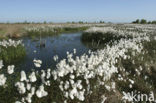 Veenpluis (Eriophorum angustifolium)