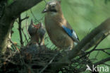 Vlaamse Gaai (Garrulus glandarius)