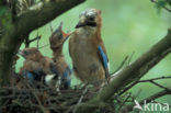 Vlaamse Gaai (Garrulus glandarius)