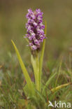 Vleeskleurige orchis (Dactylorhiza incarnata) 