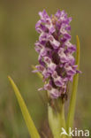 Vleeskleurige orchis (Dactylorhiza incarnata) 