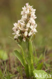 Vleeskleurige orchis (Dactylorhiza incarnata) 