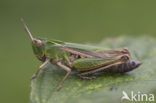 Wekkertje (Omocestus viridulus)