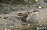 Zanglijster (Turdus philomelos)