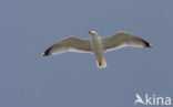 Zilvermeeuw (Larus argentatus)