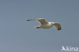 Zilvermeeuw (Larus argentatus)