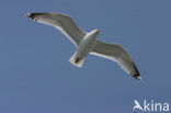 Zilvermeeuw (Larus argentatus)