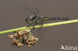 Zwarte heidelibel (Sympetrum danae)