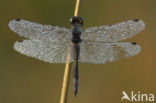 Zwarte heidelibel (Sympetrum danae)