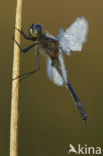 Zwarte heidelibel (Sympetrum danae)