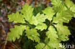 Amerikaanse eik (Quercus rubra)