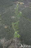 Amerikaanse kruidkers (Lepidium virginicum)