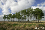 Berk (Betula)