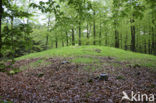 Beuk (Fagus sylvatica)