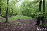 Beuk (Fagus sylvatica)