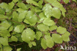 Beuk (Fagus spec.)