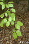 Beuk (Fagus spec.)