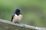 Boerenzwaluw (Hirundo rustica) 