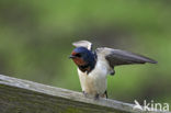 Boerenzwaluw (Hirundo rustica) 