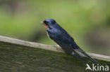 Boerenzwaluw (Hirundo rustica) 