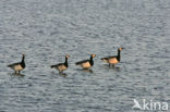 Brandgans (Branta leucopsis)