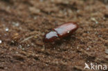 Cerylon ferrugineum