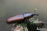 Cossonus linearis