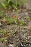 Draadgentiaan (Cicendia filiformis) 