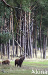 Edelhert (Cervus elaphus)