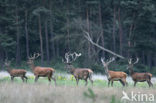 Edelhert (Cervus elaphus)