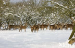 Edelhert (Cervus elaphus)