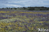 Extremadura