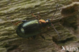 flea beetle (Crepidodera plutus)