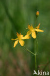 Fraai hertshooi (Hypericum pulchrum) 