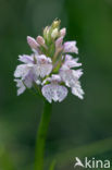 Gevlekte orchis (Dactylorhiza maculata) 