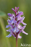 Gevlekte orchis (Dactylorhiza maculata) 