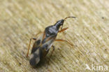 Gewone bloemwants (Anthocoris nemorum)