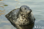 Gewone zeehond (Phoca vitulina) 