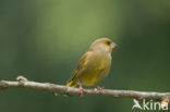 Groenling (Carduelis chloris)