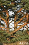 Grove den (Pinus sylvestris)