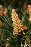 Grove den (Pinus sylvestris)