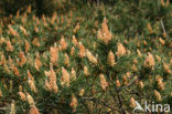 Grove den (Pinus sylvestris)