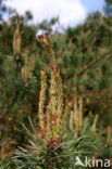 Grove den (Pinus sylvestris)