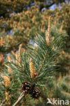 Grove den (Pinus sylvestris)