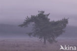 Grove den (Pinus sylvestris)